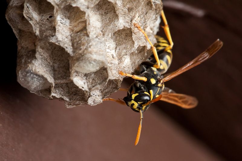 Bee And Wasp Control