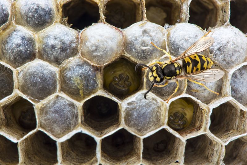 Bee And Wasp Control