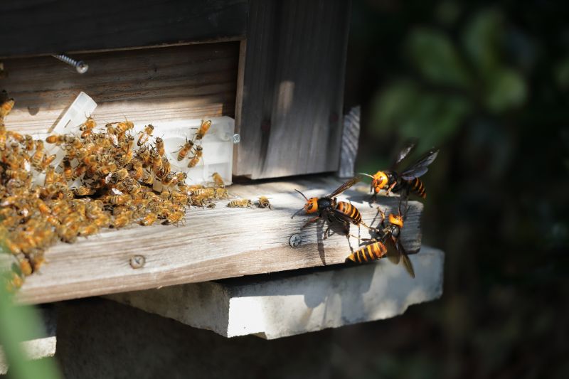 Bee And Wasp Control