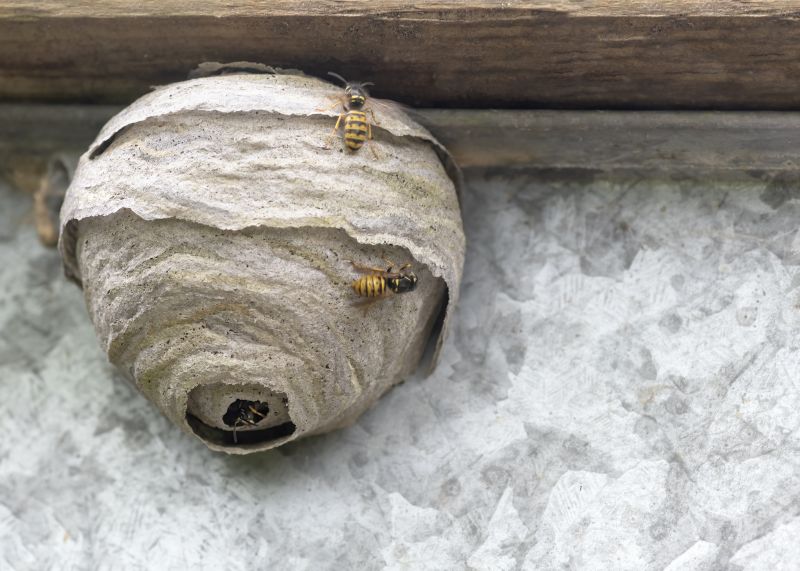 Bee and Wasp Nest Removal