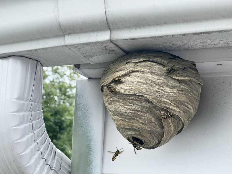 Summer Wasp Nest