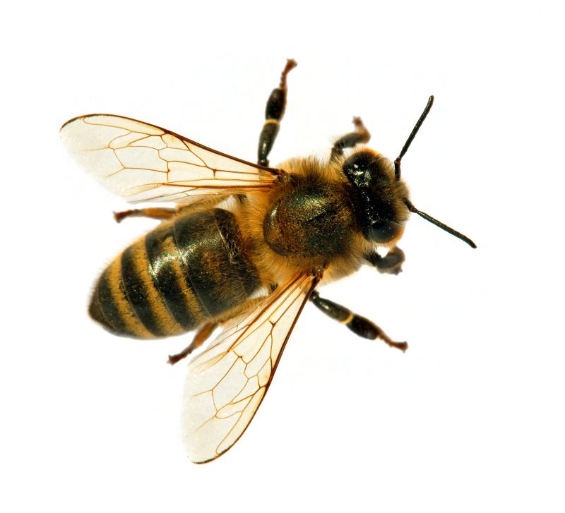 Specialized Bee Removal Services